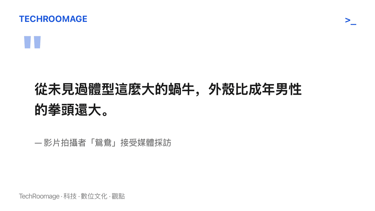 引述廣州拍攝者鴛鴦的說法：她在等紅燈時於綠化帶見到一隻外殼比成年男性拳頭還大的蝸牛，並表示從未見過這種體型